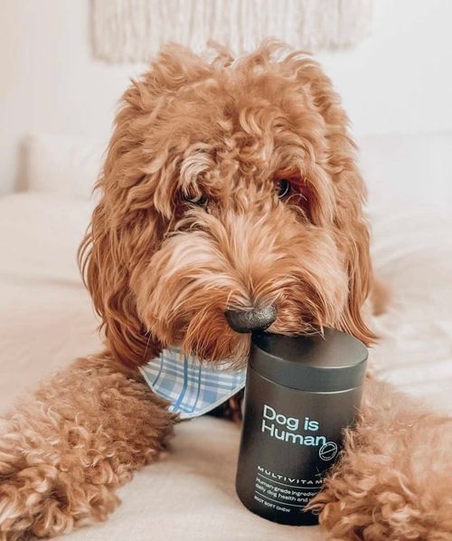 Dog is Human Supplements Review (2025) | The Quality Edit